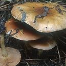 Pholiota spumosa (łuskwiak dwubarwny)