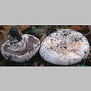 Agaricus bitorquis (pieczarka miejska)