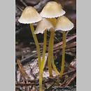 Mycena epipterygia (grzybówka cytrynowa)