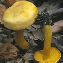 Tricholoma sulphureum (gąska siarkowa)