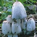 Coprinopsis atramentaria (czernidłak pospolity)