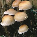 Hypholoma capnoides (maślanka łagodna)