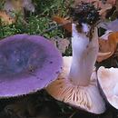 Russula turci (gołąbek turecki)