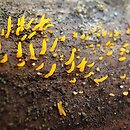 Calocera furcata (pięknoróg dwuprzegrodowy)