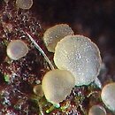 Orbiliomycetidae