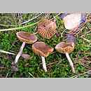 Cortinarius subgen. Telamonia sect. Hydrocybe