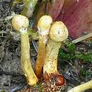 Ophiocordyceps (maczużniczek)