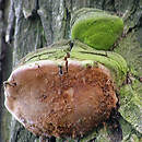 Phellinus rimosus