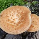 Polyporus tuberaster (żagiew guzowata)