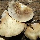 Crepidotus calolepis (ciżmówka drobnołuskowa)