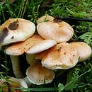 Pyrrhulomyces astragalinus (łuskwiak szafranowoczerwony)