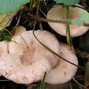 Lactarius lilacinus (mleczaj liliowy)