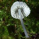 Mycena pseudocorticola (grzybówka niebieskoszara)