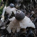 Geastrum quadrifidum (gwiazdosz czteropromienny)