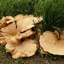 Leucopaxillus giganteus (białokrowiak okazały)