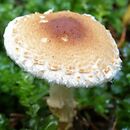 Lepiota magnispora (czubajeczka brzuchatozarodnikowa)