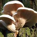 Pleurotus cornucopiae (boczniak rowkowanotrzonowy)