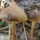 Entoloma vernum f. cucullata