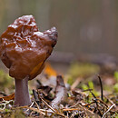 Gyromitra ambigua (piestrzenica pośrednia)