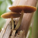 Candolleomyces typhae