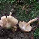 Inocybe corydalina (strzępiak zielonawogarbkowy)