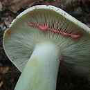 Lactarius acris (mleczaj ostry)