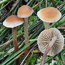 Hypholoma elongatum (maślanka torfowcowa)