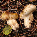 Tricholoma focale (gąska ognista)