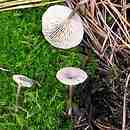 Rhodocybe hirneola (rumieniak pępówkowaty)