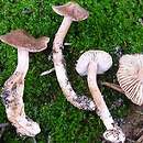 Inocybe nitidiuscula (strzępiak późny)