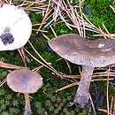 Melanoleuca polioleuca (ciemnobiałka białoszara)