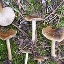 Inocybe mixtilis (strzępiak jasnobrzegi)