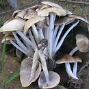 Psathyrella fatua (kruchaweczka blada)