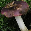 Russula brunneoviolacea (gołąbek brunatnofioletowy)