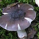 Russula azurea (gołąbek lazurowy)