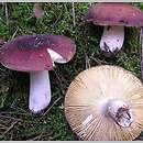 Russula badia (gołąbek brunatny)