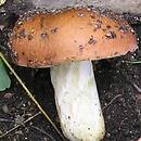 Russula graveolens