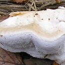 Postia tephroleuca (drobnoporek mleczny)