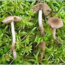 Inocybe lanuginosa var. ovatocystis