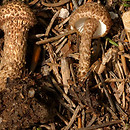 Inocybe hystrix (strzępiak jeżowaty)