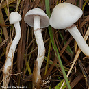 Stropharia albonitens (pierścieniak białawy)