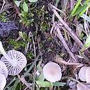 Hemimycena mairei (białogrzybówka trawowa)