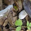 Russula densifolia (gołąbek gęstoblaszkowy)