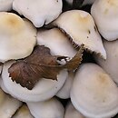 Psathyrella sarcocephala (kruchaweczka czerwonoblaszkowa)