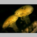 Bisporella subpallida