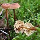 Xeromphalina cauticinalis (pępowniczka żółtawa)