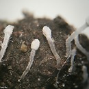 Coprinopsis stercorea (czernidłak łajnowy)