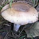 Russula amoenolens (gołąbek przyjemny)