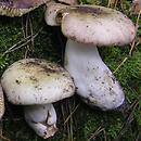 Russula romellii