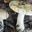 Tricholoma acerbum (gąska karbowana)